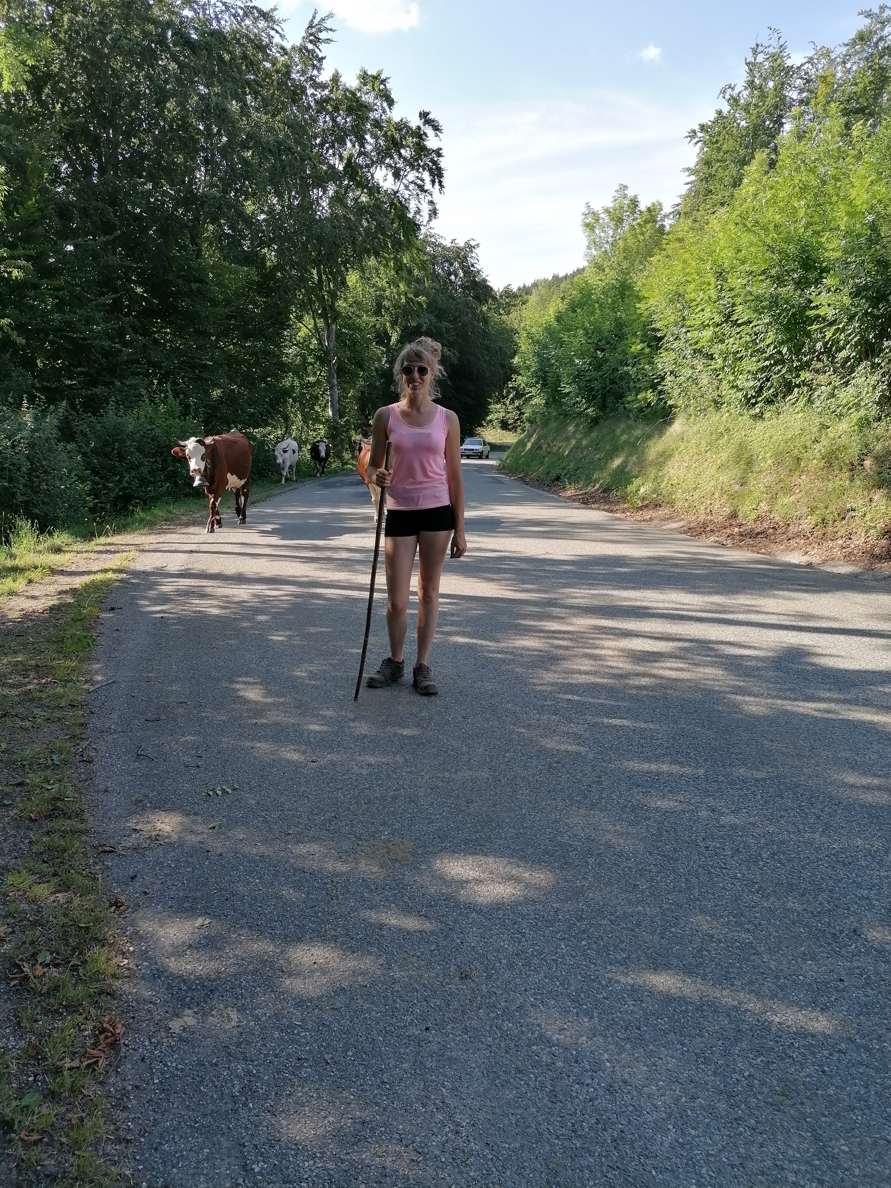 Troupeau GAEC Normand